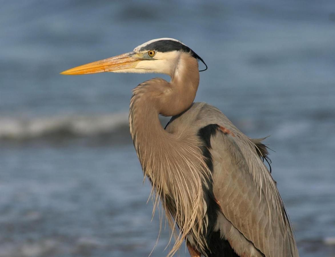 222 Fish Hawk Holiday home Kiawah Island