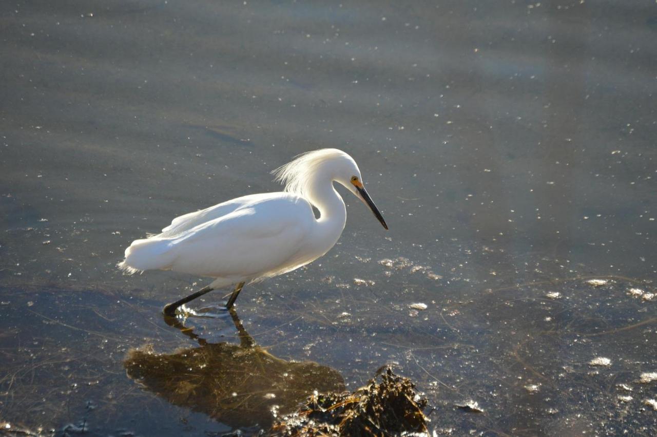 256 Surfsong Kiawah Island