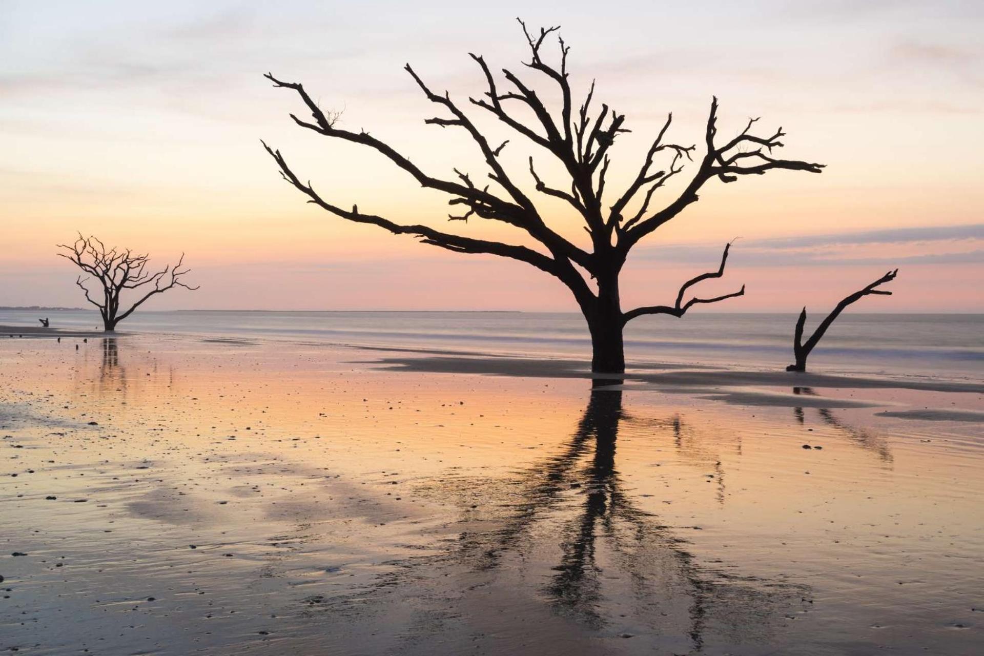 Palm * Kiawah Island